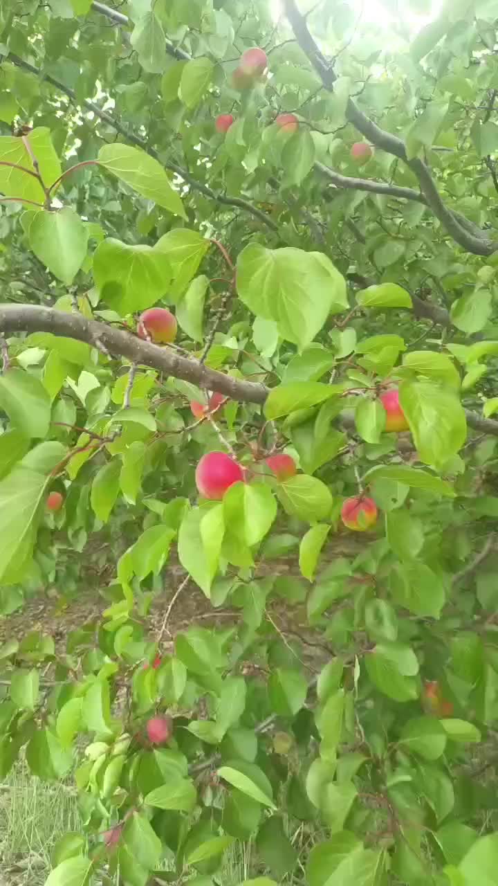 宁夏固原彭阳县杏梅产地行情